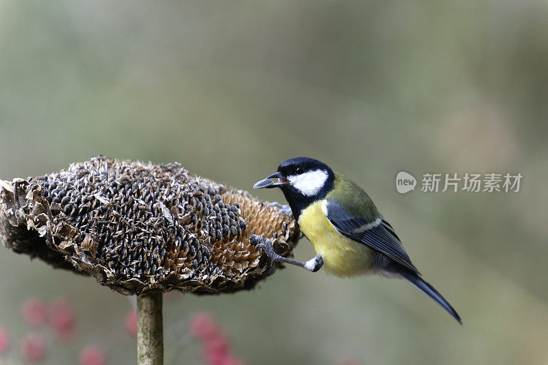 大山雀向日葵(Parus major)